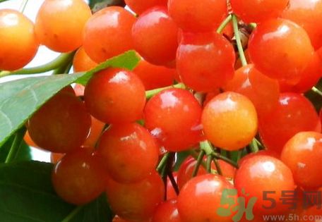 櫻桃可以和桑葚一起吃嗎?櫻桃能和桑葚同吃嗎? 櫻桃可以和桑葚一起吃嗎?櫻桃能和桑葚同吃嗎?