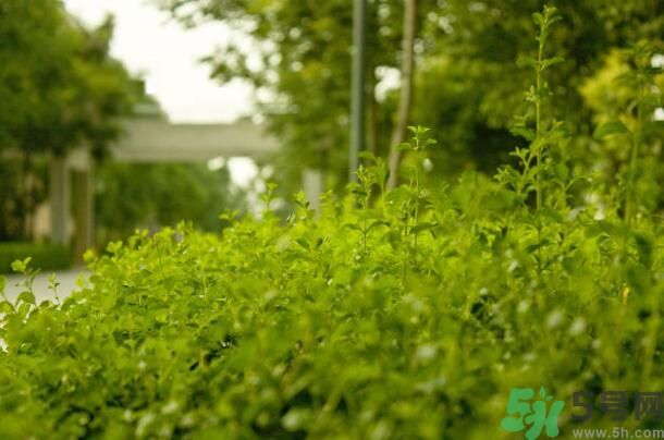 蚊子叮的包過幾天又癢是為什么？蚊子叮的包過幾天又癢怎么辦？