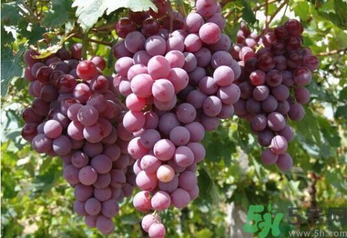 櫻桃可以和葡萄一起吃嗎?櫻桃能和葡萄同吃嗎? 櫻桃可以和葡萄一起吃嗎?櫻桃能和葡萄同吃嗎?