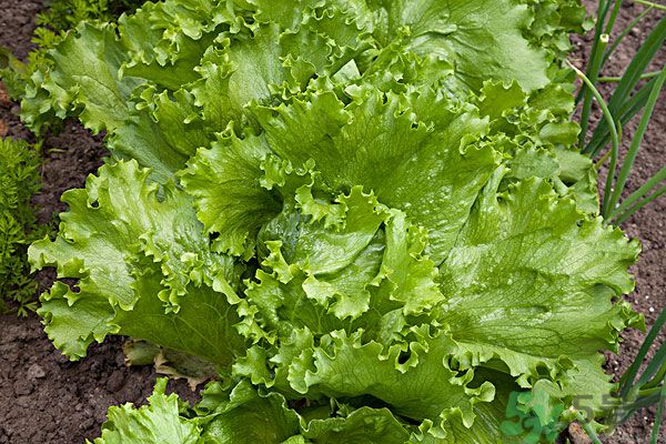 生菜和雞蛋能一起吃嗎？生菜和雞蛋一起怎么做？