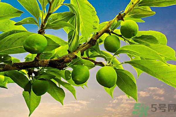 為什么說李子樹下埋死人？李子的食用禁忌有哪些？