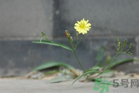 怎么挑選苦菜？挑選苦菜的方法有哪些？