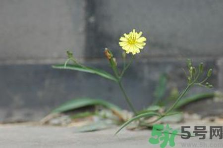 皮膚過敏可以吃苦菜嗎？吃苦菜會皮膚過敏嗎？