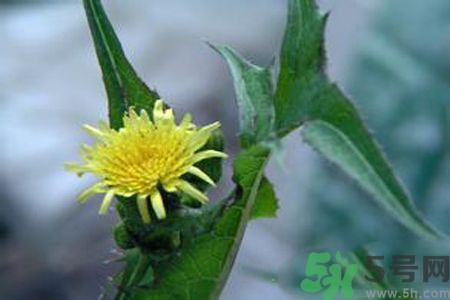 皮膚過(guò)敏可以吃苦菜嗎？吃苦菜會(huì)皮膚過(guò)敏嗎？