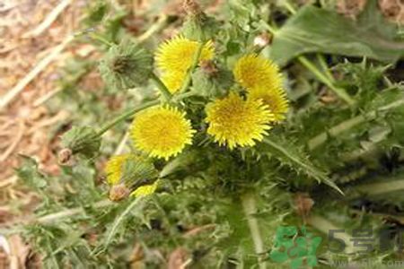 感冒可以吃苦菜嗎？感冒吃苦菜好嗎？