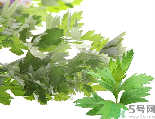 新鮮艾葉可以吃嗎?什么樣的艾葉可以吃 新鮮艾葉可以吃嗎?什么樣的艾葉可以吃