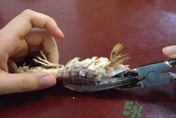 剝蝦神器怎么用？剝蝦神器在哪里買(mǎi)？