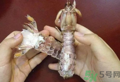 剝蝦神器怎么用？剝蝦神器在哪里買(mǎi)？