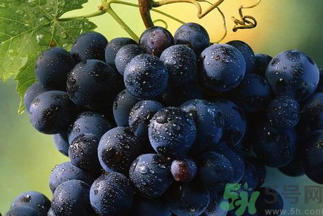 葡萄可以和芒果一起吃嗎?葡萄能和芒果同吃嗎? 葡萄可以和芒果一起吃嗎?葡萄能和芒果同吃嗎?