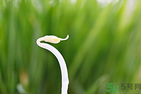 綠豆芽是涼性的嗎？綠豆芽是涼性還是熱性？