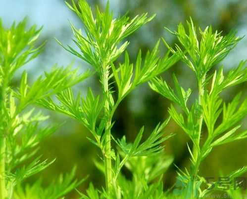 艾葉是中藥嗎?艾葉是不是中成藥? 艾葉是中藥嗎?艾葉是不是中成藥?