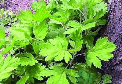 艾葉是中藥嗎?艾葉是不是中成藥? 艾葉是中藥嗎?艾葉是不是中成藥?