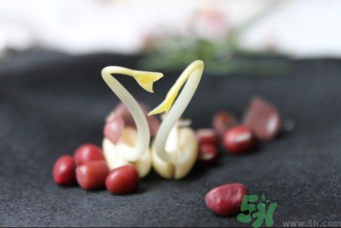 紅豆可以發(fā)豆芽嗎？紅豆芽可以吃嗎？
