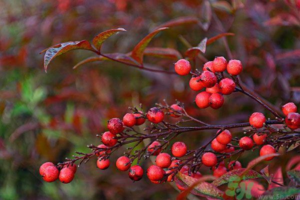 尿酸高能吃山楂嗎？痛風(fēng)能吃山楂嗎？