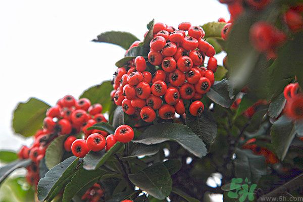 尿酸高能吃山楂嗎？痛風(fēng)能吃山楂嗎？