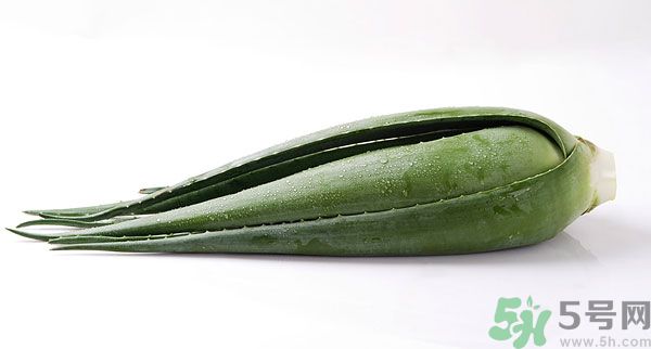 蘆薈有什么功效？蘆薈的功效是什么？