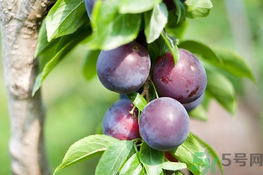 灰子和李子有什么區(qū)別？灰子的功效與禁忌