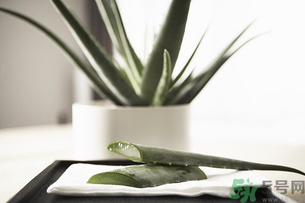 蘆薈怎么做好吃？蘆薈的做法有哪些？