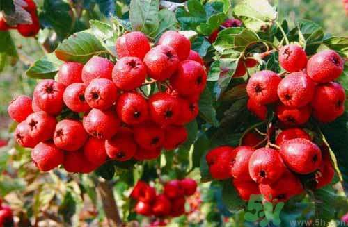 貧血可以吃山楂嗎？貧血能吃山楂嗎？