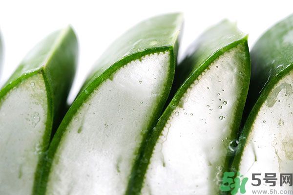 蘆薈是涼性的嗎？蘆薈是涼性還是熱性？