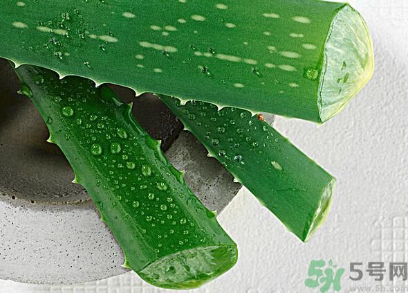 夏天吃蘆薈可以降火嗎？夏天吃蘆薈能清火嗎？