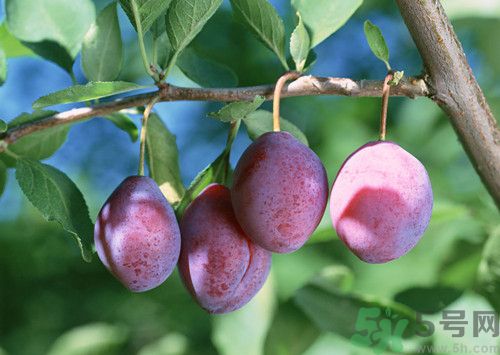 李子和杏子一樣嗎？李子和杏子的區(qū)別