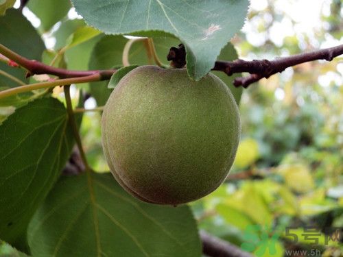 李子和杏子一樣嗎？李子和杏子的區(qū)別