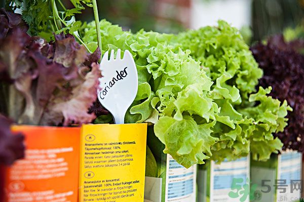 小孩可以吃生菜嗎？小孩吃生菜好嗎？