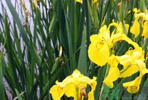 菖蒲是涼性的嗎？菖蒲是涼性還是熱性？