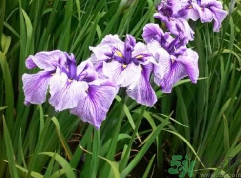 什么樣的菖蒲好？怎樣選購菖蒲？