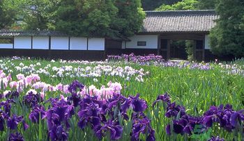 菖蒲有什么功效？菖蒲的功效是什么？