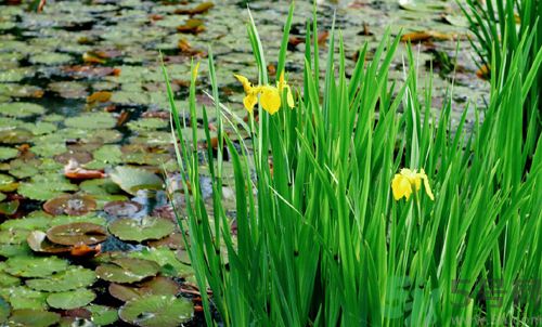 菖蒲有什么功效？菖蒲的功效是什么？