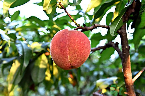 吃了李子能吃桃子嗎？桃子和李子同食好嗎？