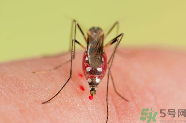 蚊子討厭什么氣味？蚊子討厭什么顏色？