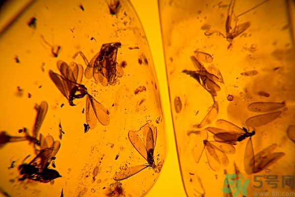 蚊子討厭什么氣味？蚊子討厭什么顏色？