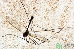 蚊子討厭什么氣味？蚊子討厭什么顏色？