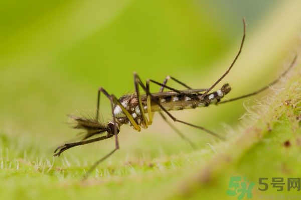 蚊子討厭什么氣味？蚊子討厭什么顏色？