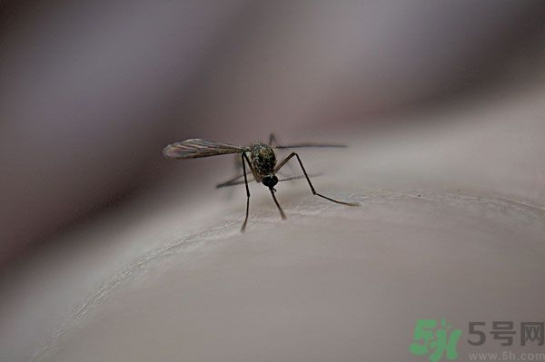 蚊子討厭什么氣味？蚊子討厭什么顏色？