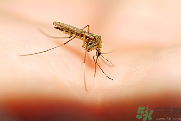 蚊子討厭什么氣味？蚊子討厭什么顏色？