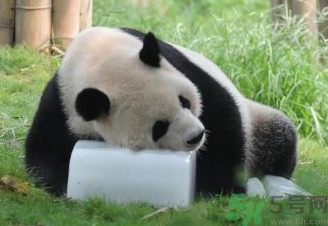 中暑可以吃水果嗎？中暑吃什么水果好？