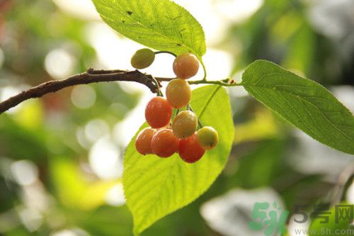 櫻桃沒(méi)熟怎么辦?櫻桃沒(méi)熟能吃嗎 櫻桃沒(méi)熟怎么辦?櫻桃沒(méi)熟能吃嗎