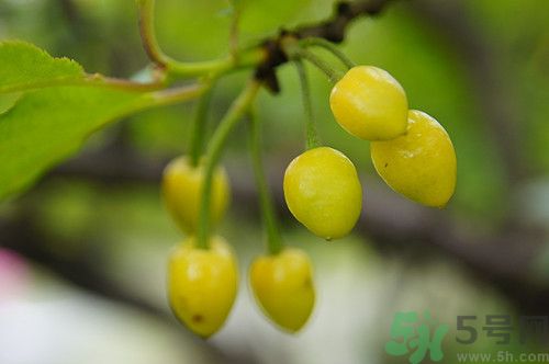 櫻桃沒熟怎么辦?櫻桃沒熟能吃嗎 櫻桃沒熟怎么辦?櫻桃沒熟能吃嗎