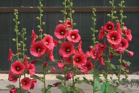 什么是蜀葵？蜀葵是一丈紅嗎？