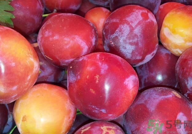 李子就是梅子嗎？李子和梅子有什么不同？