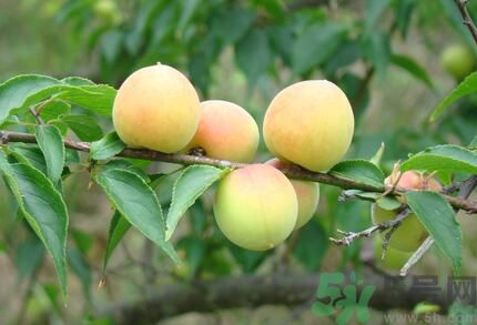 李子就是梅子嗎？李子和梅子有什么不同？