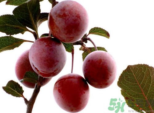 李子可以放冰箱嗎？李子應(yīng)該怎樣保存？