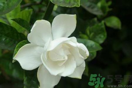 梔子花可以減肥嗎？梔子花怎么減肥？