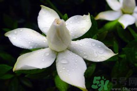 梔子花可以安神嗎？梔子花可以治療失眠嗎？