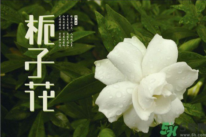 梔子花茶可以補血嗎？貧血可以喝梔子花茶嗎？