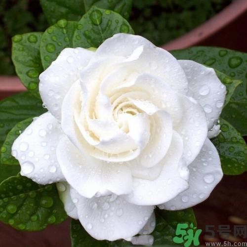 梔子花茶可以補血嗎？貧血可以喝梔子花茶嗎？